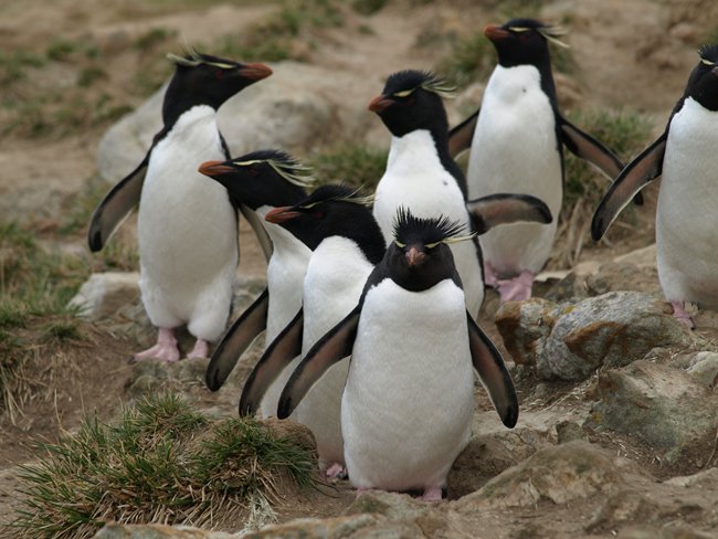 ../../Pictures/241209/015 Rockhopper.JPG